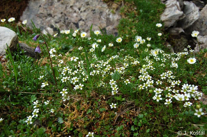 Detail obrázku